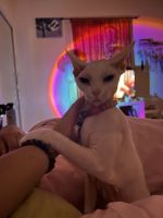 6 y.o. Pink Sphynx cat named Cairo