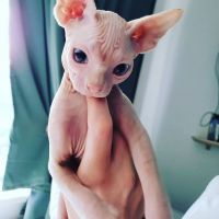 Sphynx cat for sale