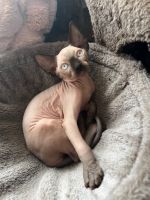 Sphynx Kittens