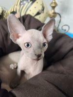 Sphynx Kittens
