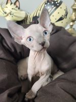 Sphynx Kittens