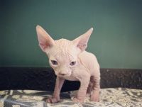 SPHYNX KITTENS (Only 3 left!)