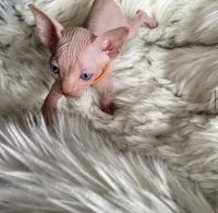 SPHYNX KITTENS (Only 3 left!)