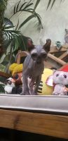 Sphynx Cats for sale in Chelmsford, MA, USA. price: $2,300