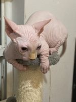 Sphynx Cats for sale in Orlando, FL, USA. price: $2,500