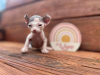 Sphynx Cats for sale in 4607 S Harding St, Indianapolis, IN 46217, USA. price: $2,000