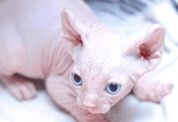 Sphynx Cats for sale in New York, NY, USA. price: $800