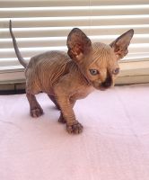 Sphynx kitten