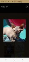 Sphynx Cats for sale in Murrieta, CA, USA. price: $3,300