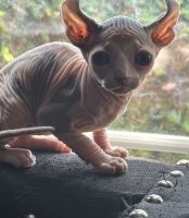 Sphynx Cats for sale in Upland, CA, USA. price: $1,800