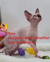 Sphynx Cats Photos