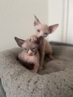 Sphynx kittens