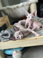 Sphynx kittens