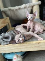 Sphynx kittens