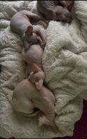 3 Beautiful Sphynx Kittens for sale