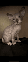 Sphynx Cats for sale in Bristol, TN, USA. price: $1,500