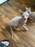 Sphynx Cats for sale in Spokane Valley, WA, USA. price: NA