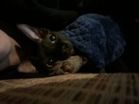 Jet Black Sphynx