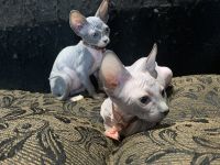 Hairless Sphynx Kittens for Adoption