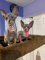 Hairless Sphynx Kittens for Adoption