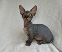 Sphynx and Bambinos