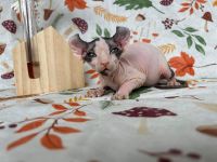 Ready now Elf Sphynx Girl