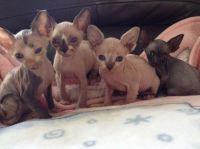 Sphynx Cats for sale in Louisville, KY 40259, USA. price: $500