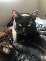 sphynx mixed kittens