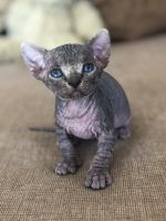 Sphynx Kittens! Merry Christmas