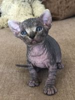 Sphynx Kittens! Merry Christmas