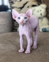 www. Dare2B- Bare Sphynx. Com