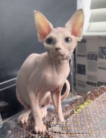 Baby Canadian sphynx girl