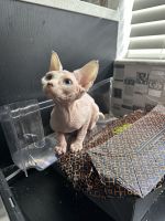 Baby Canadian sphynx girl