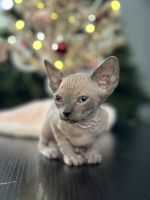 Sphynx kittens