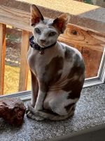Sphinx Cats for sale