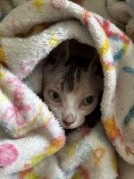 Sphinx Cats for sale