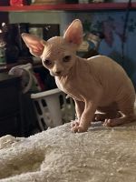 Pink midget sphinx beautiful