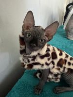 Sphynx Cats for sale in ST AUG BEACH, FL 32084, USA. price: $1,000