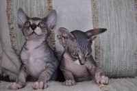 Sphynx Cats for sale in Miami, FL, USA. price: NA