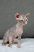 Sphynx Cats for sale in Honolulu, HI, USA. price: $2,800