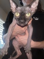 Sphynx Cats for sale in Corona, California. price: $1,700