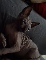 Sphynx Cats for sale in Long Beach, California. price: $1,800