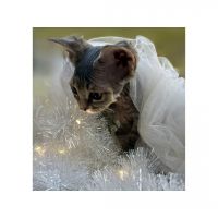 Low price for gorgeous hairless Minskin Kitten