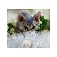 Low price for gorgeous hairless Minskin Kitten