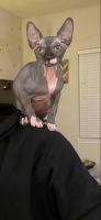 Sphynx Cats for sale in Seattle, Washington. price: $485