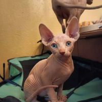 Sphynx Cats for sale in Raleigh, North Carolina. price: $470