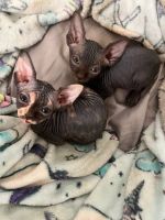 Sphynx Cats for sale in Portland, Oregon. price: $478