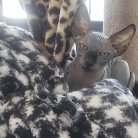 Sphynx Cats for sale in Chelmsford, Massachusetts. price: $1,450