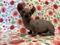 Sphynx Cats for sale in 4607 S Harding St, Indianapolis, IN 46217, USA. price: $3,000