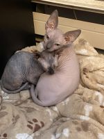 Sphynx Cats for sale in Hawley, PA 18428, USA. price: $1,000